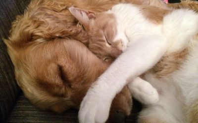 What are signs that my pet is in pain?