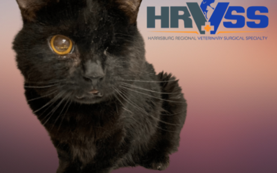 Why do pets mutilate themselves?