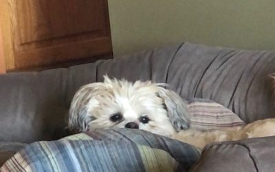 Max & the Evil Stomach Cancer
