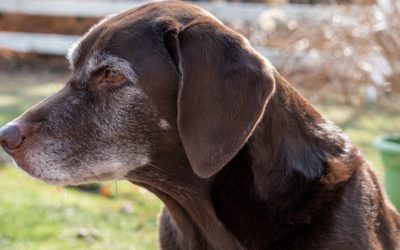 Is My Pet Too Old for Surgery?