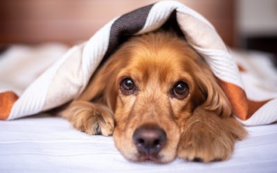 Why Would a Pet Need a Toe Amputation?