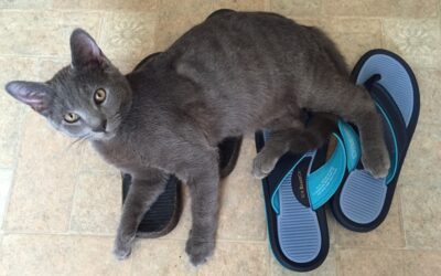 Didder the broken kitty makes a full recovery