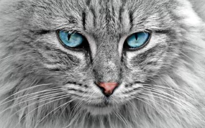 Our top 10 surgeries in cats and dogs