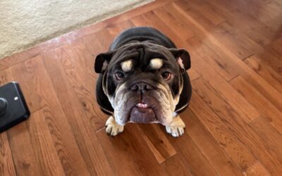 Chewy’s screw tail surgery, from “very bad” to “great energy”