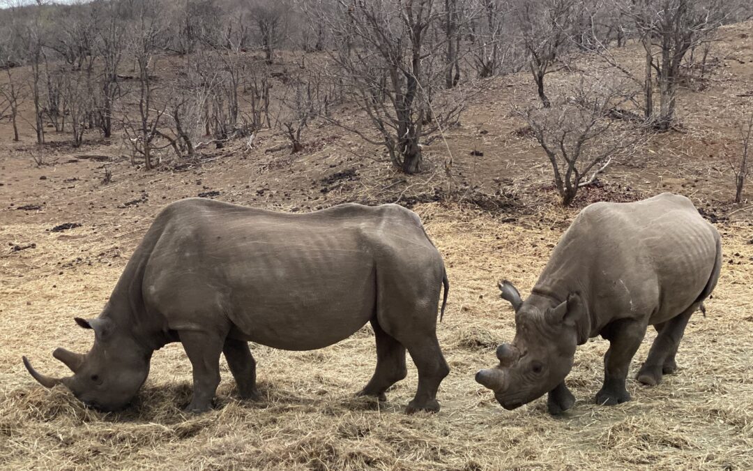 South Africa’s Rhinoceros: massive yet endangered