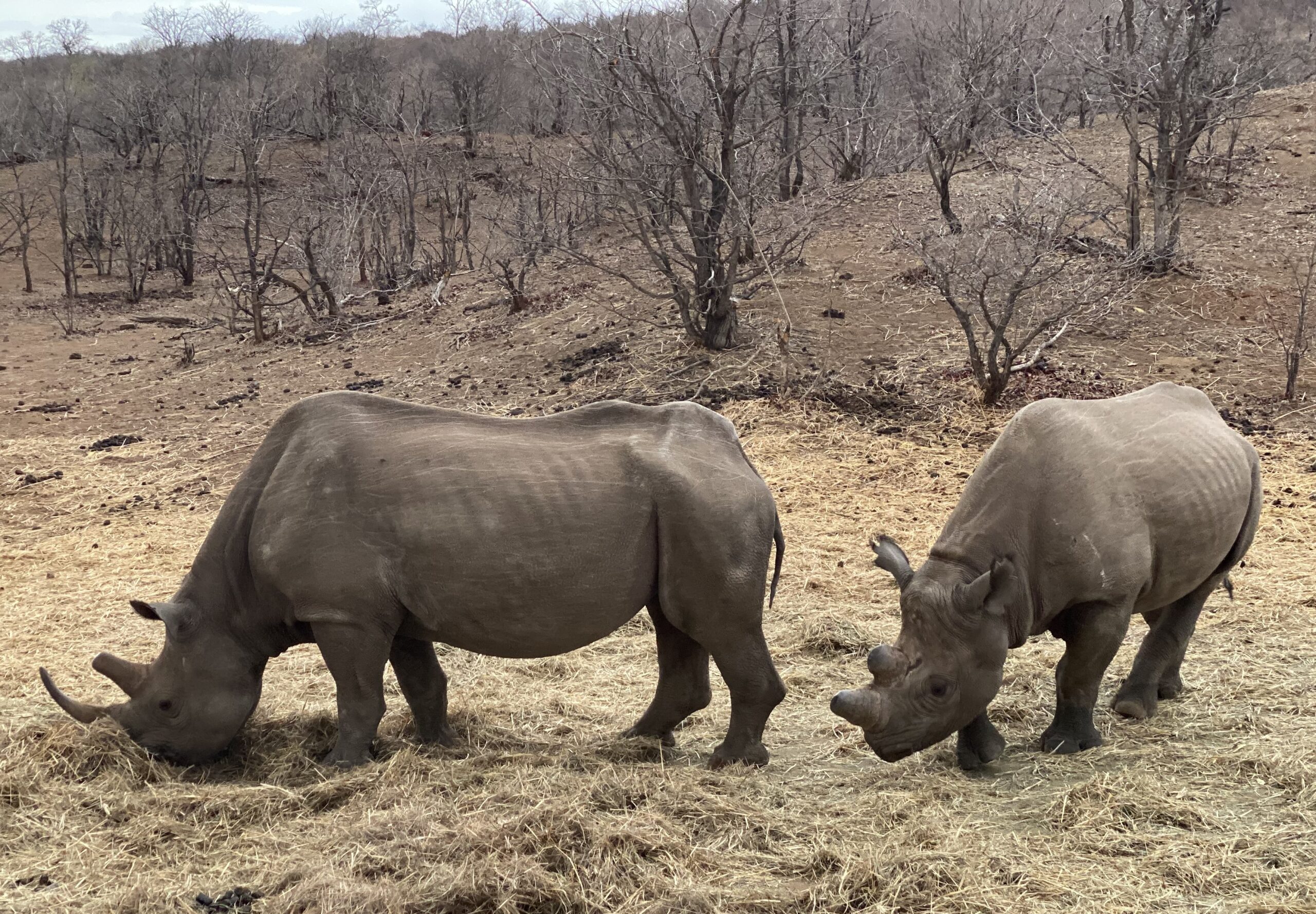 2 black rhinos (1)