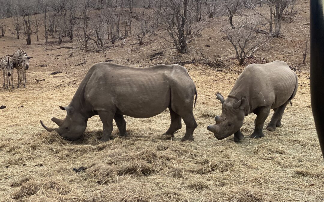 South Africa’s Rhinoceros: massive yet endangered