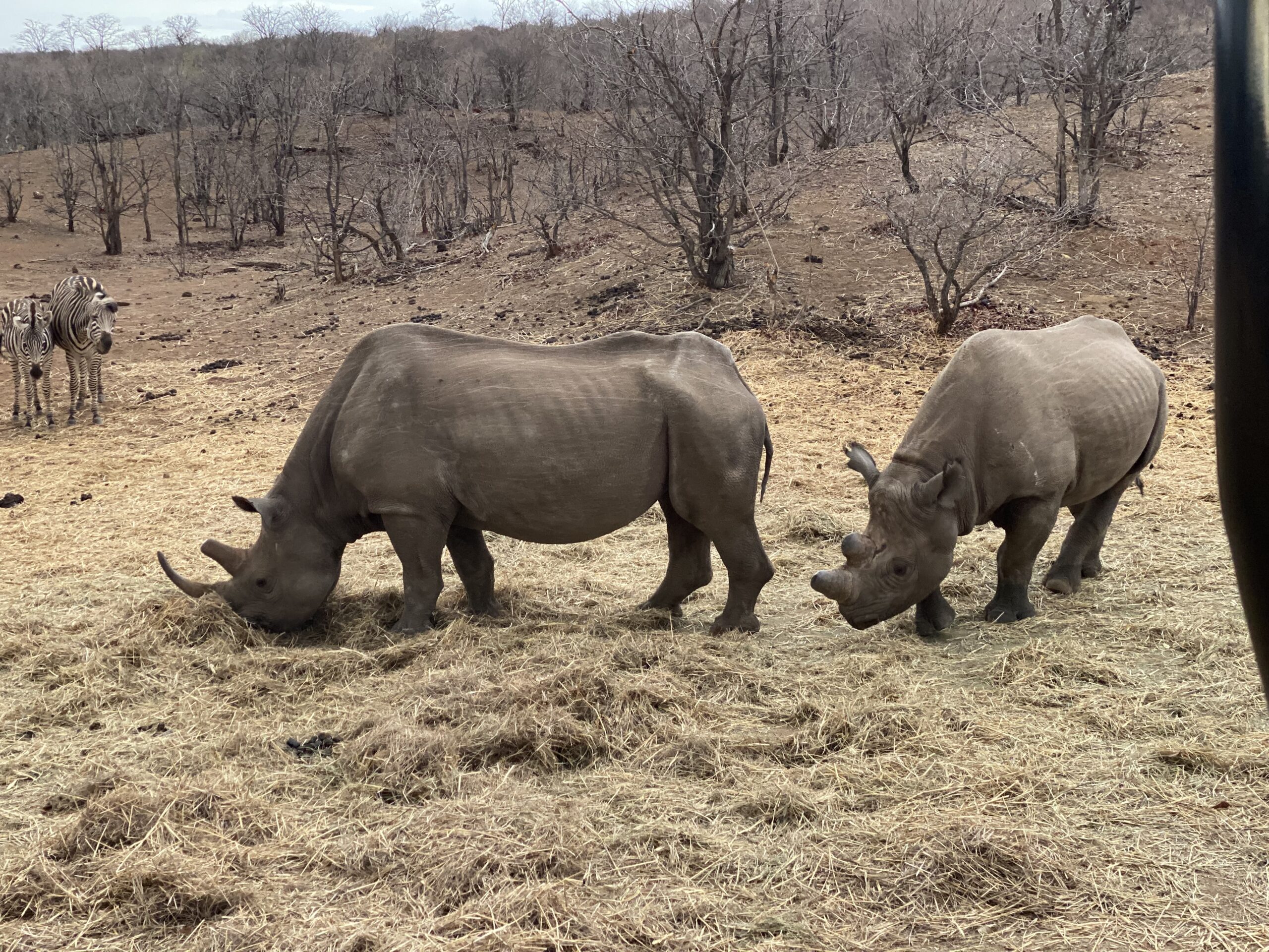 2 black rhinos