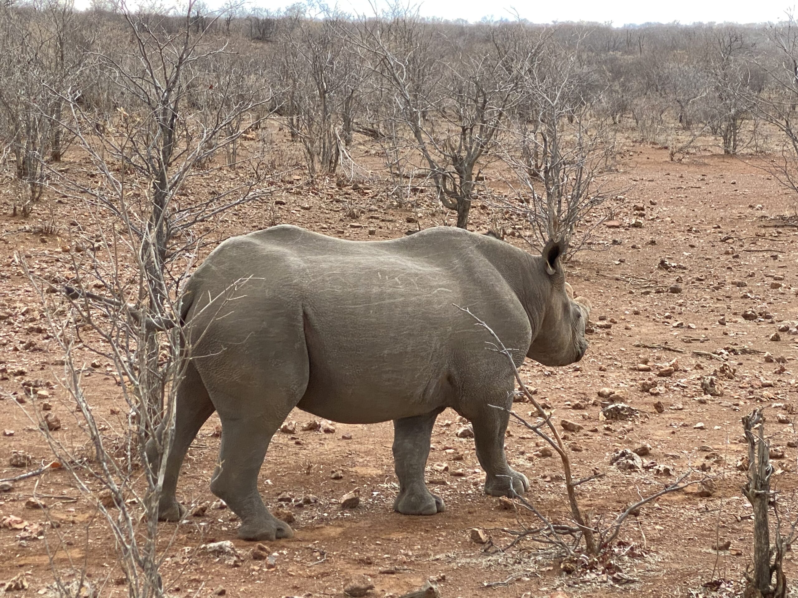 Black rhino banner