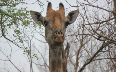 Graceful Giants: Discovering Giraffes in South Africa