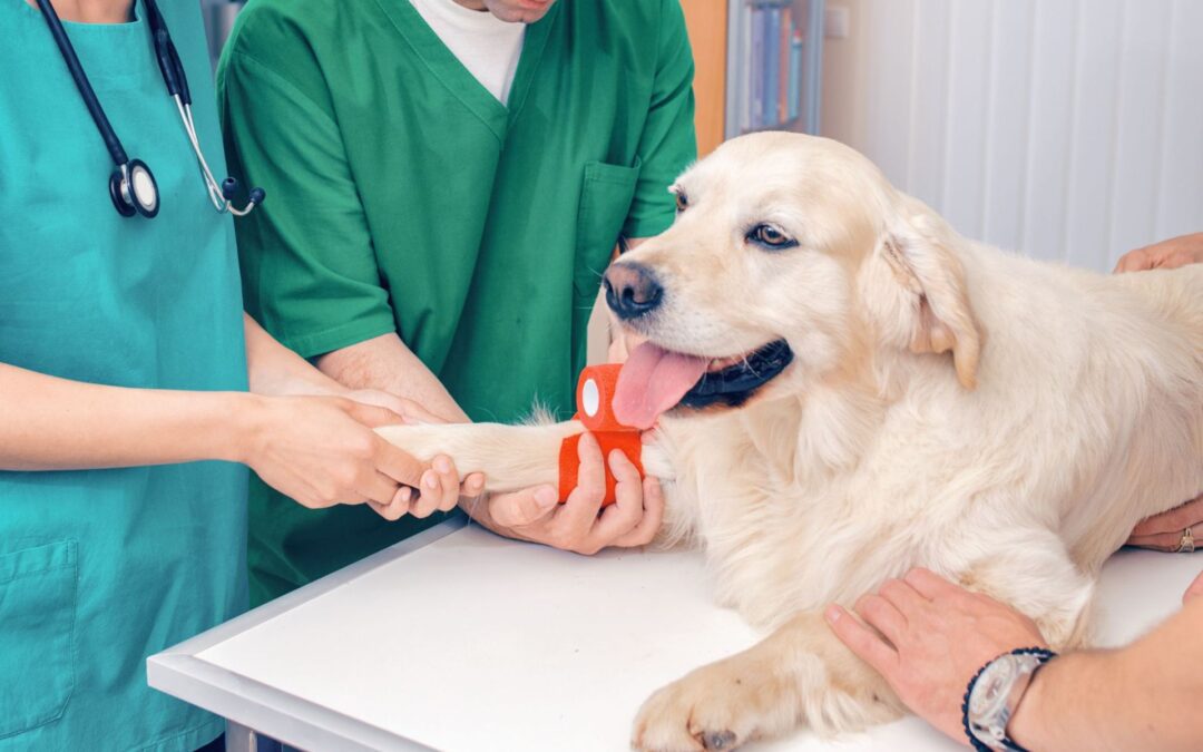 Veterinary Emergency Surgery