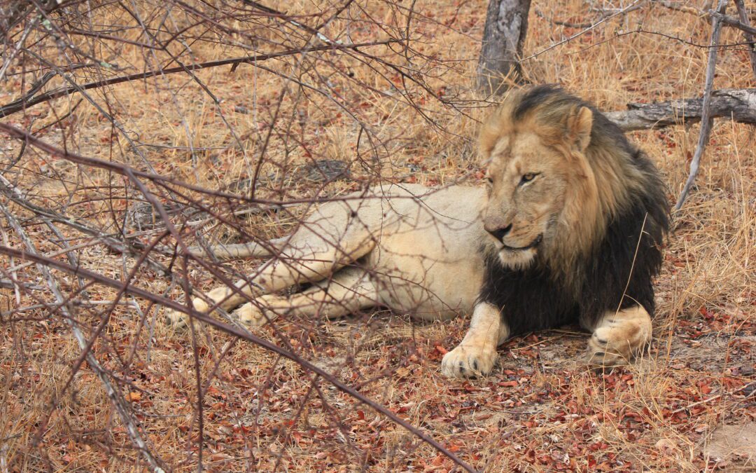 Lions of South Africa: Kings of the Bush