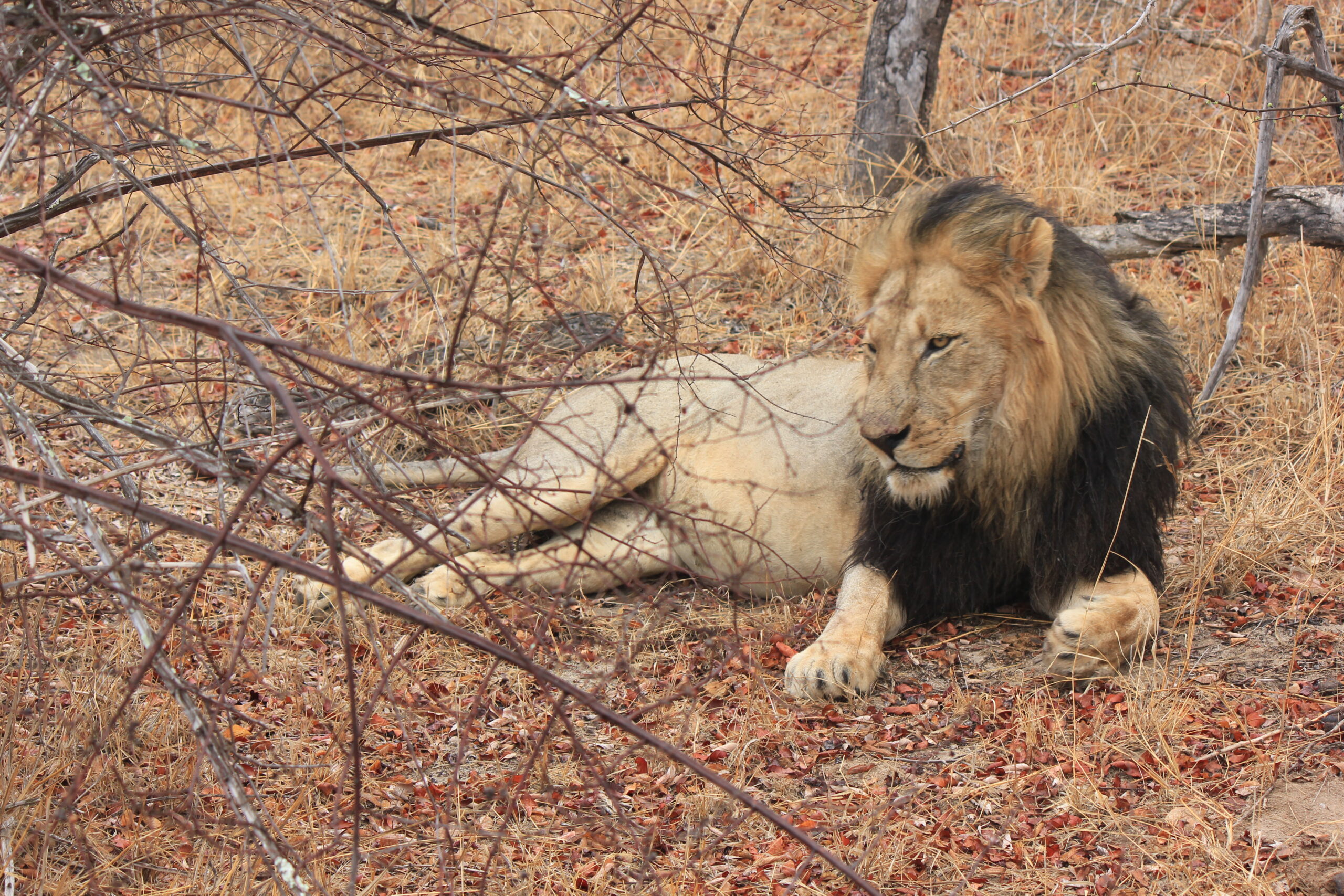 Lion full body Lion full body