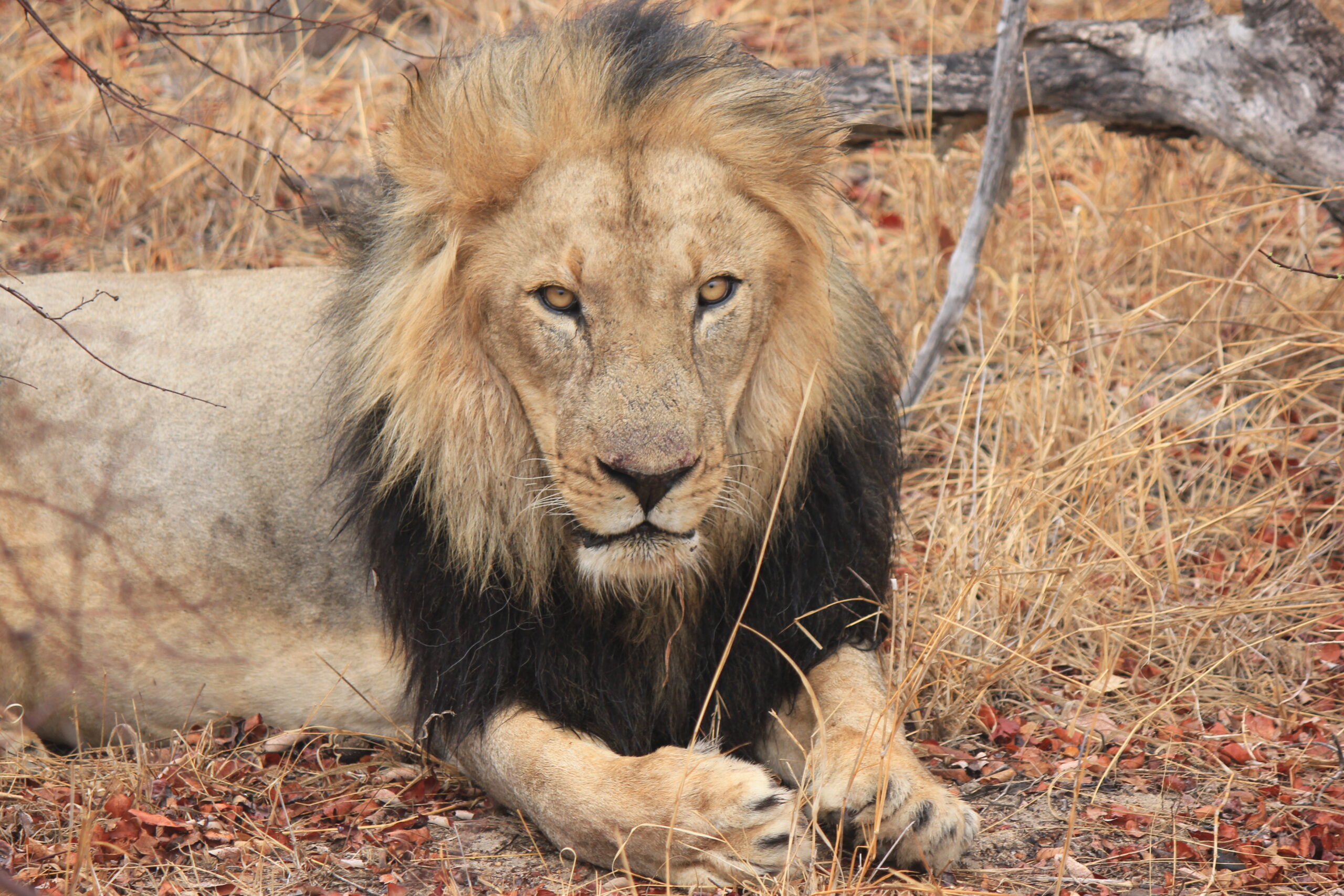 Lion half body Lion half body