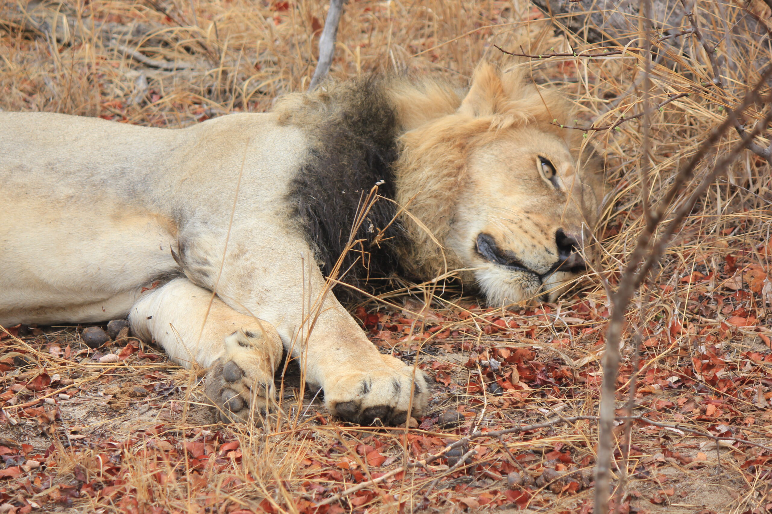 Lion nap Lion nap
