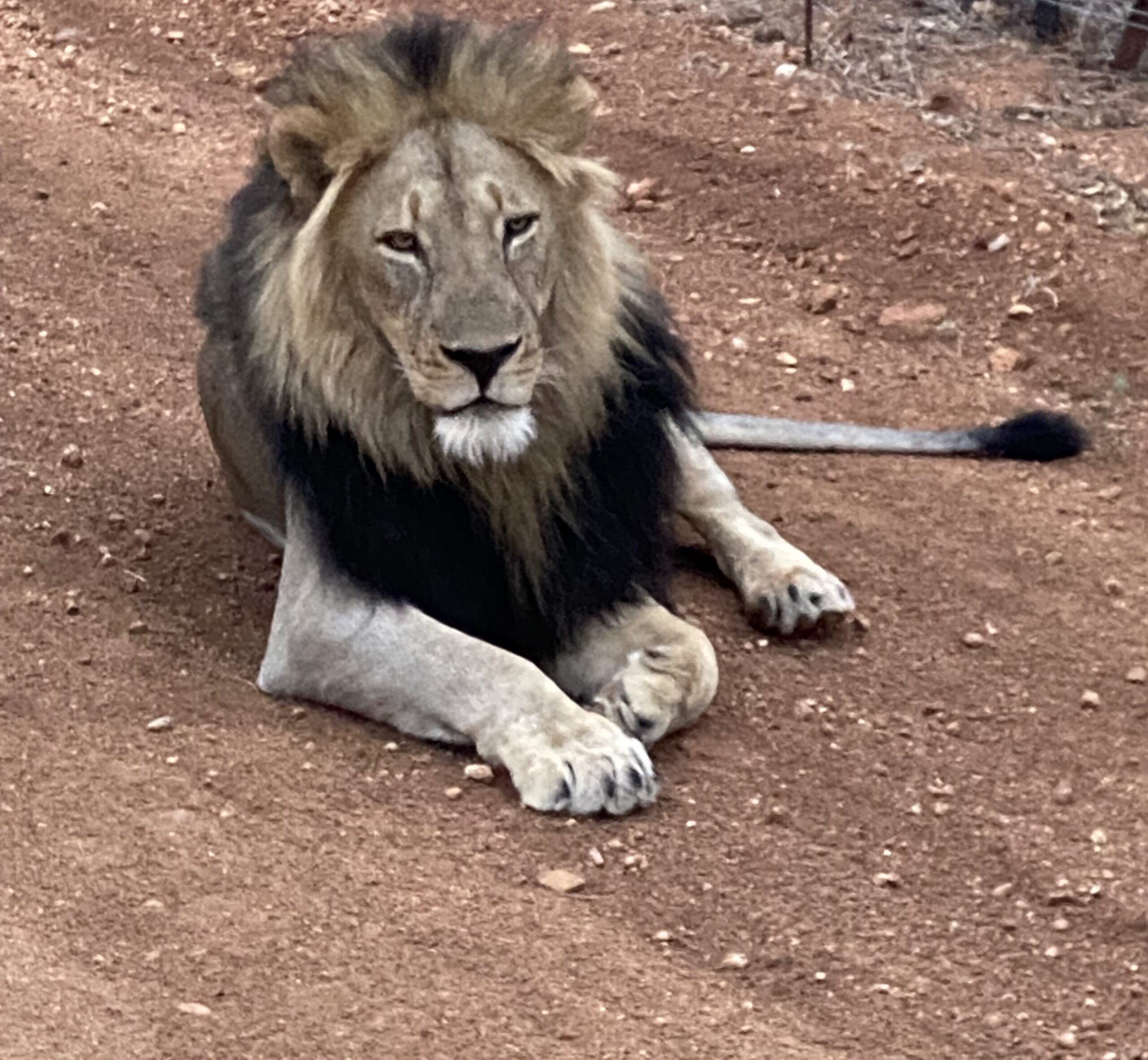 Lion on road Lion on road