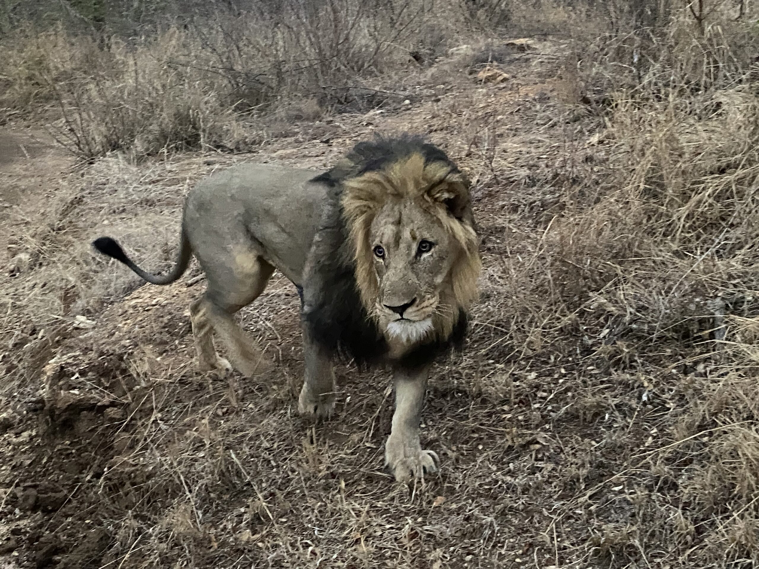 Lion walking Lion walking