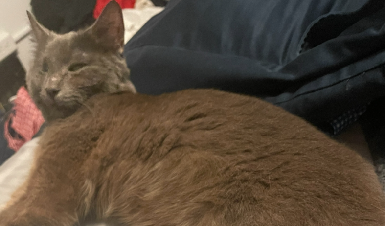 Leela, from snotty to thriving