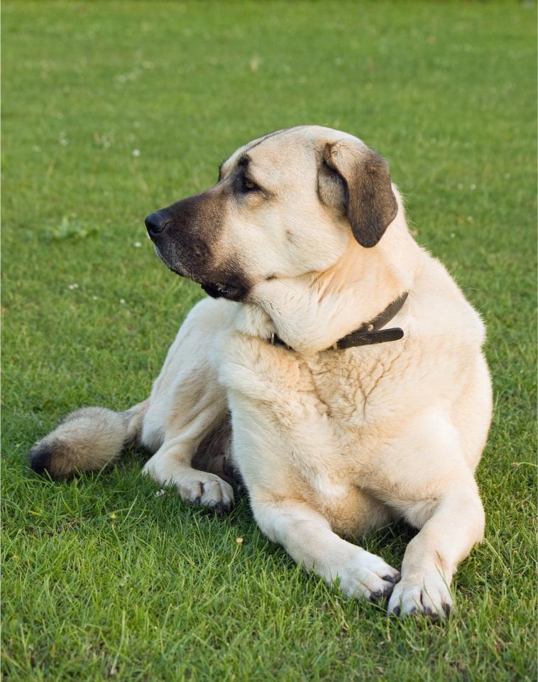Anatolian Shepherd (1)