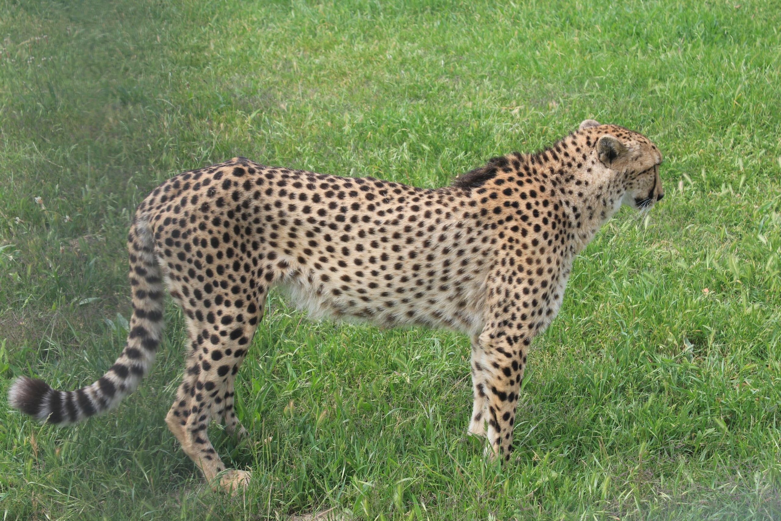 Cheetah body @ Cheetah Outreach (1)