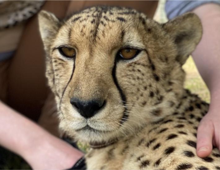 Cheetah face (1)