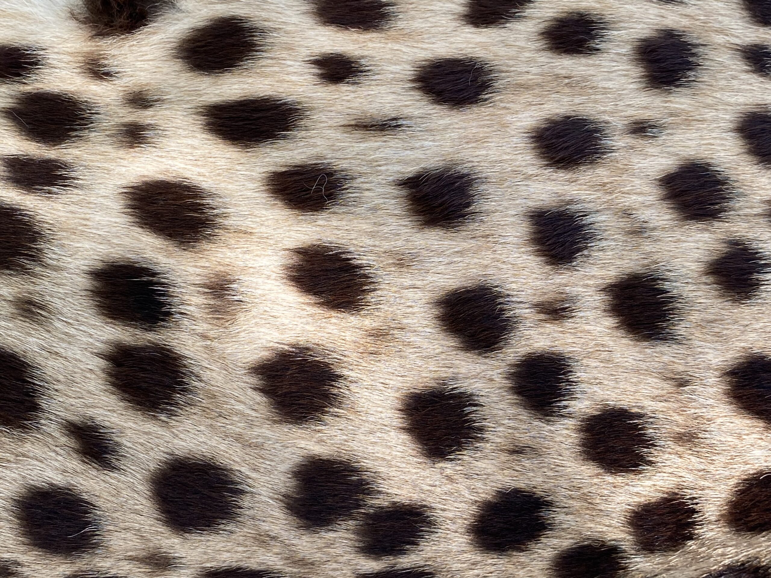 Cheetah fur