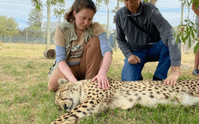 Speeding toward danger: The Story of South Africa’s Cheetahs