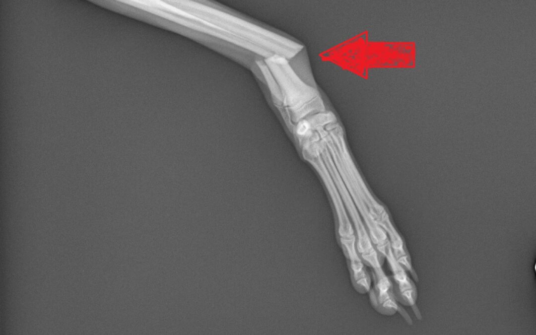 How can I tell if my pet is in pain?