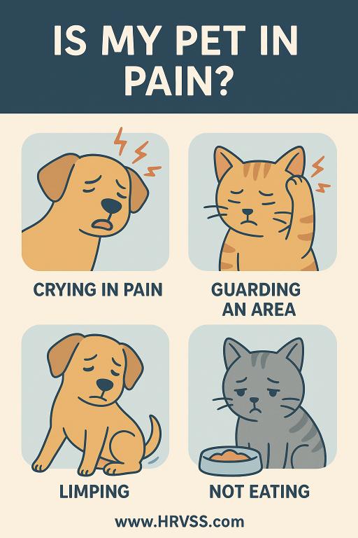 Pain infographic