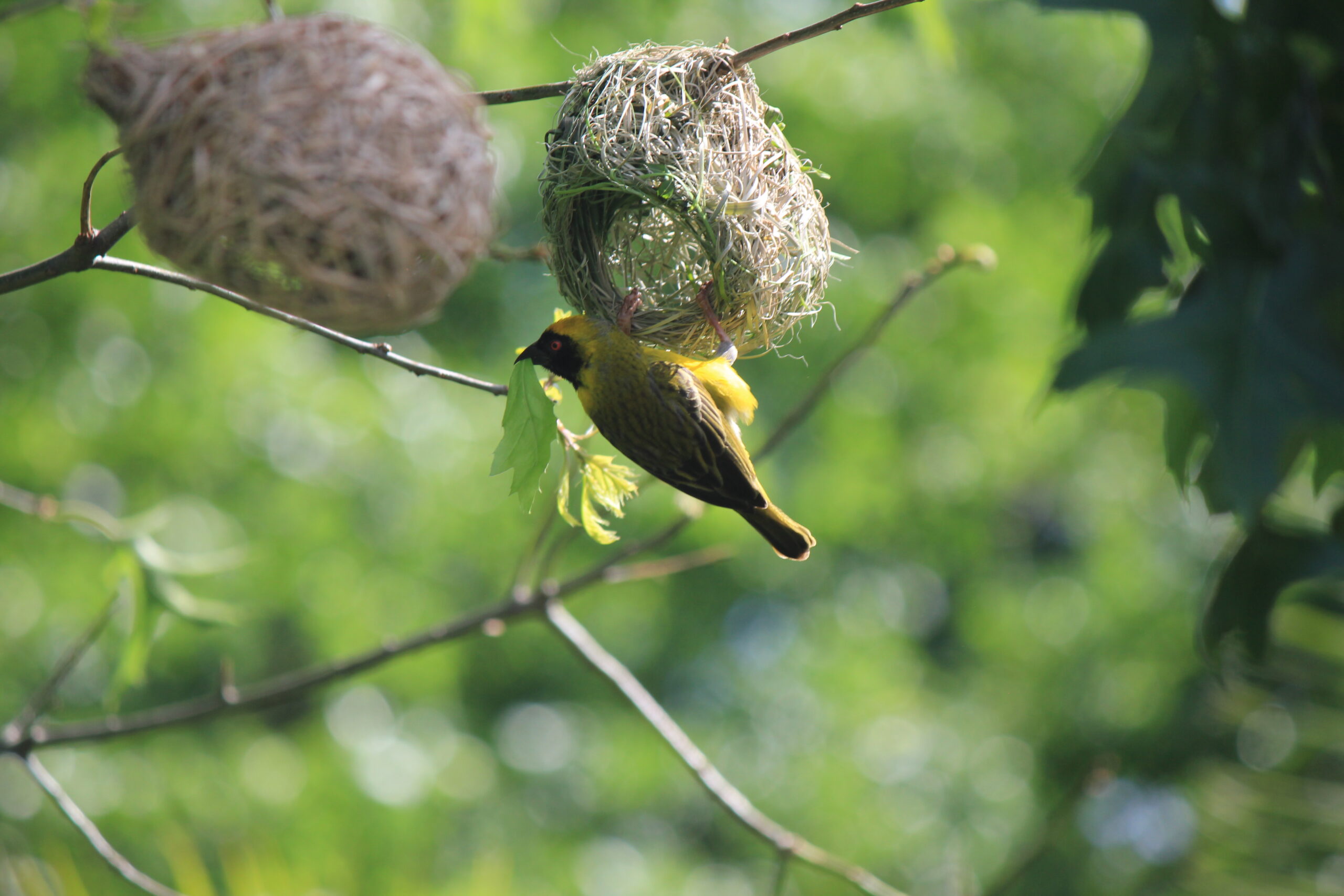 Southern Masked Weaver 2