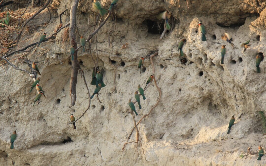 Bird Watching in South Africa