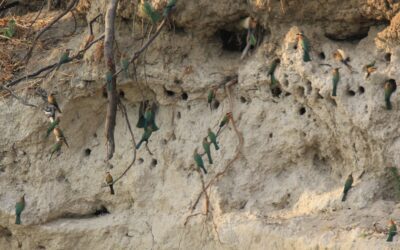 Bird Watching in South Africa