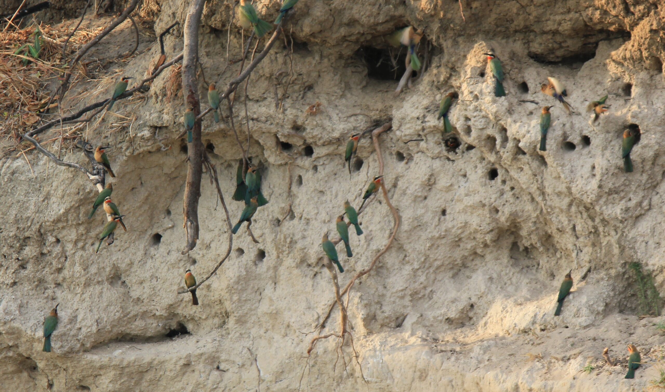 White fronted Bee eater small