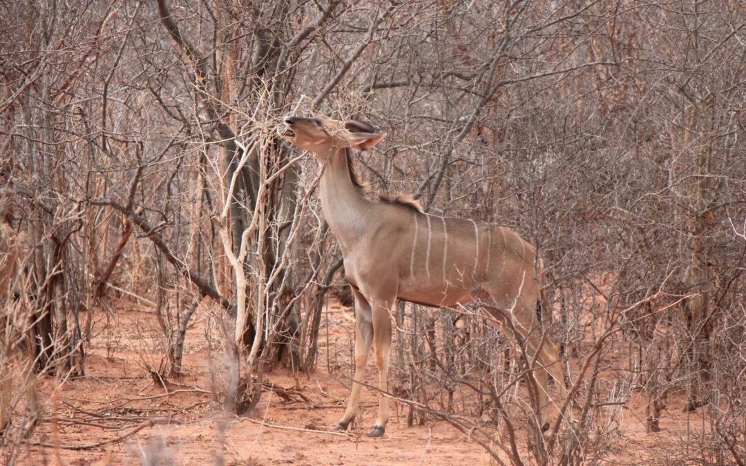 Gazelles and Antelopes of South Africa