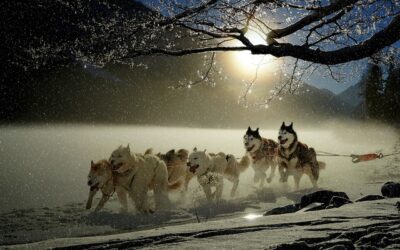 Our top 10 surgeries in cats and dogs in 2025