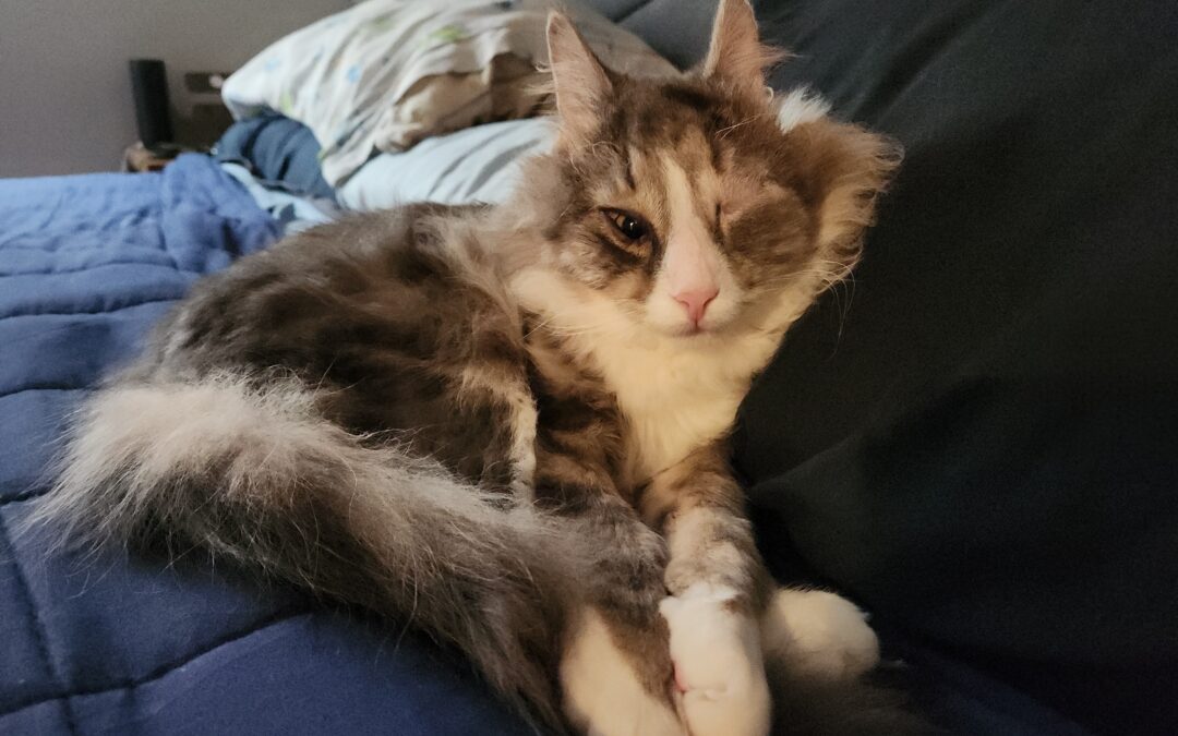 Puff Had FHO Surgery on Both Hips at The Same Time!