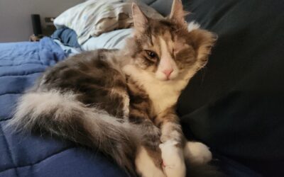 Puff Had FHO Surgery on Both Hips at The Same Time!