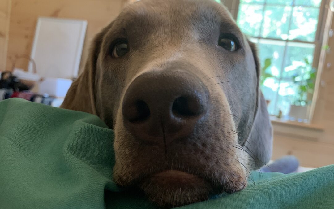 Recessed Vulva In Dogs: Ivy’s Story Of Pain, Diagnosis, And Recovery