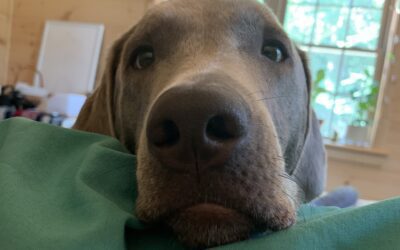 Recessed Vulva In Dogs: Ivy’s Story Of Pain, Diagnosis, And Recovery