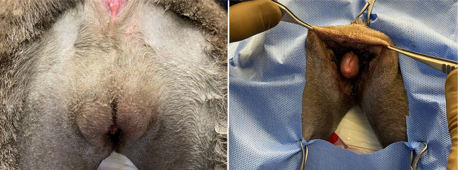 Ivy preop & intraop