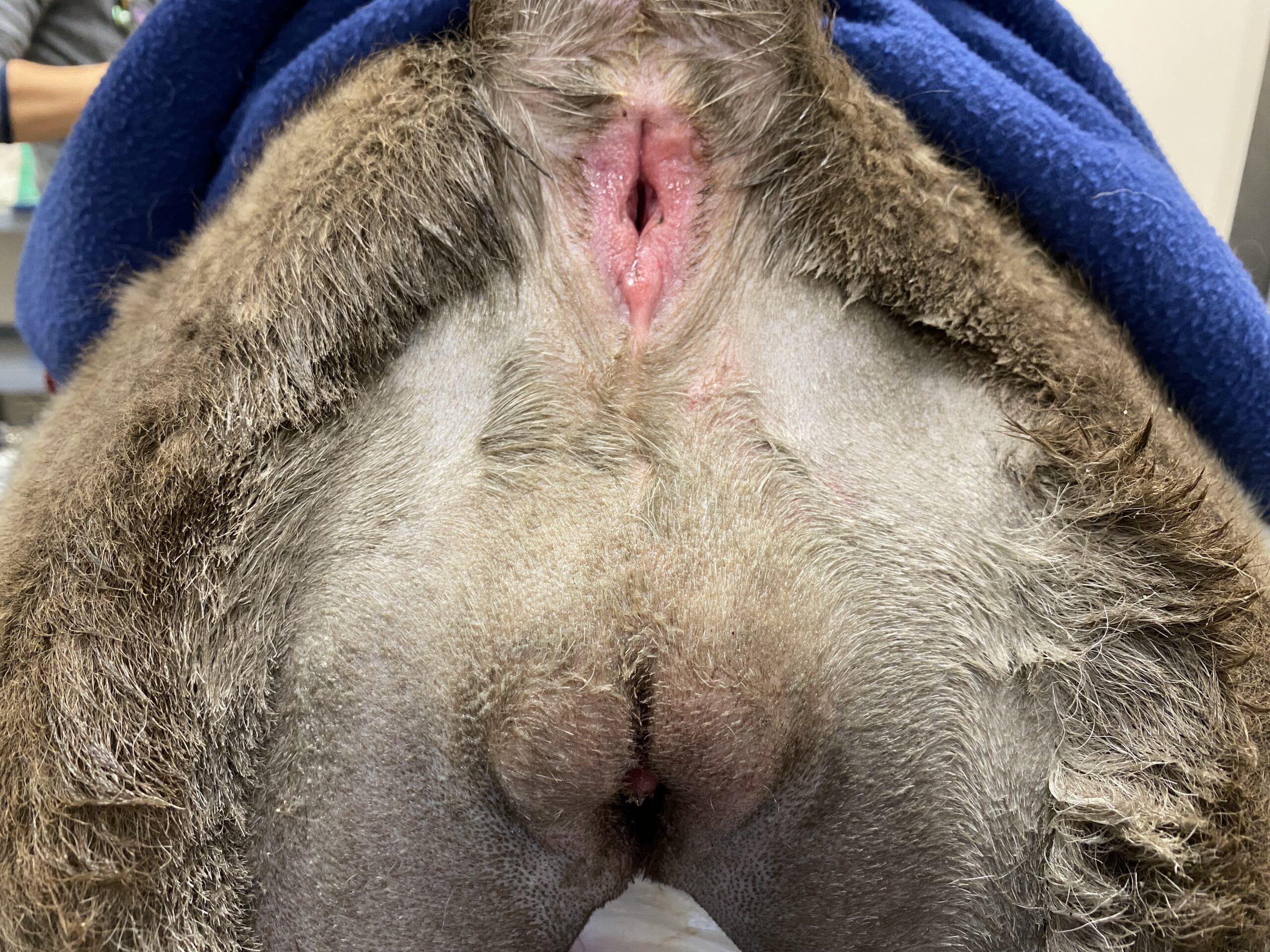 Ivy preop