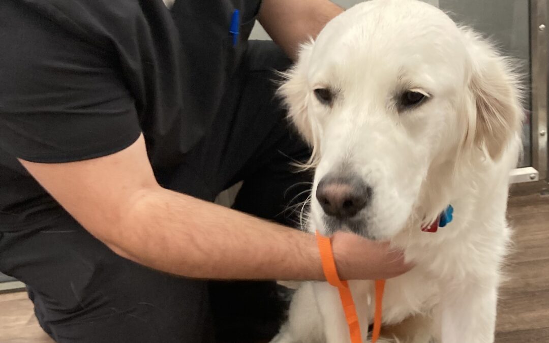 HOW SURGERY FIXED LUCY’S CROOKED LEG
