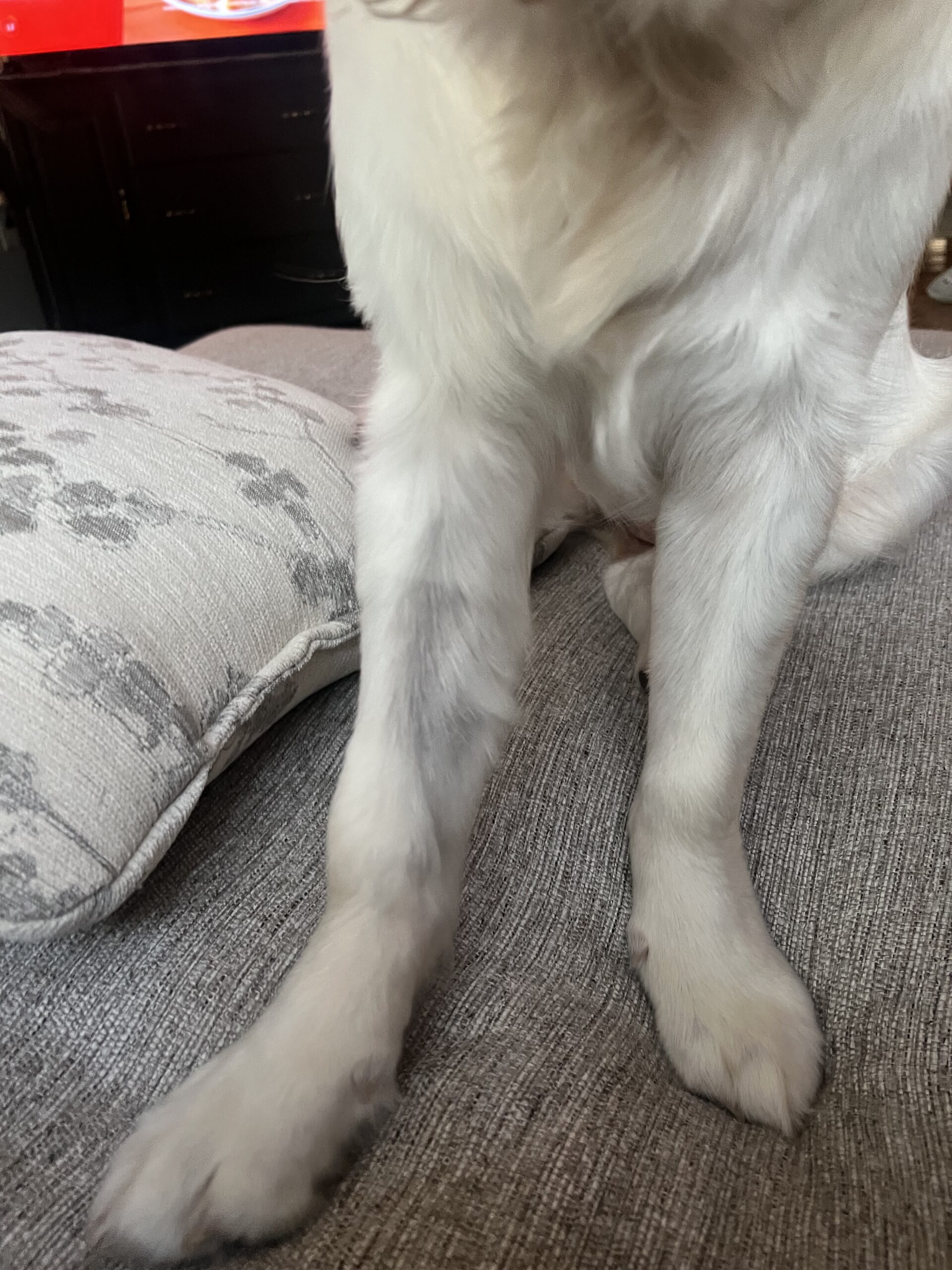 Lucy foot close up
