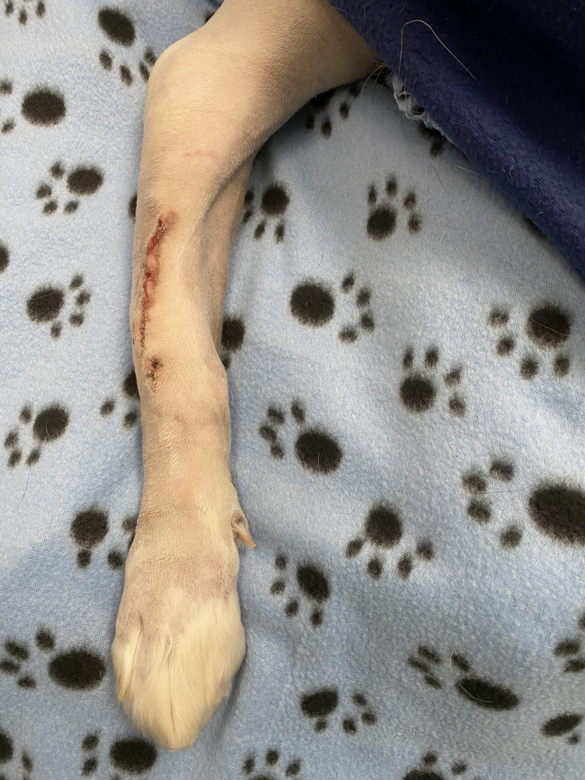 Lucy leg postop
