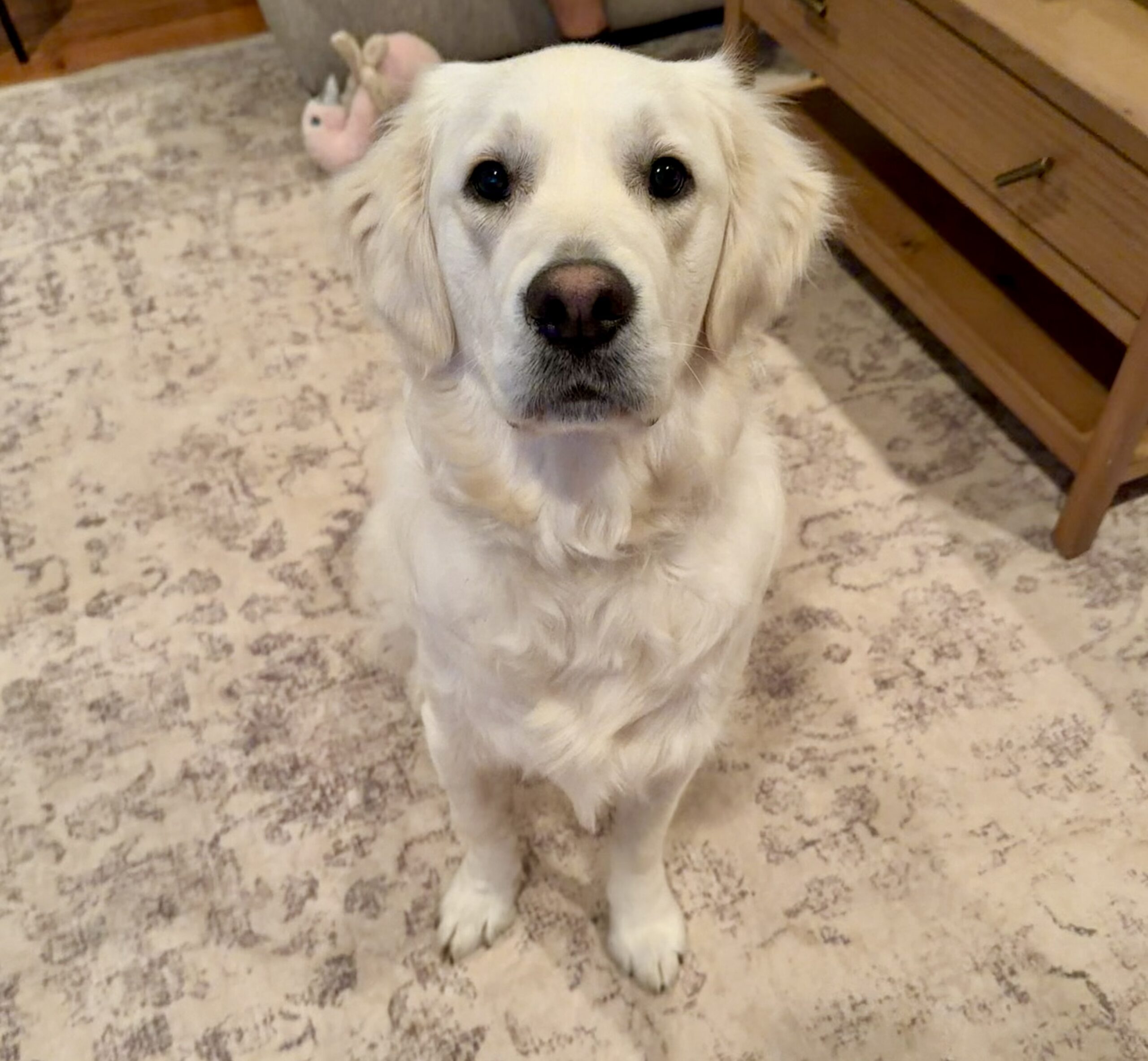 Lucy over 1 year postop