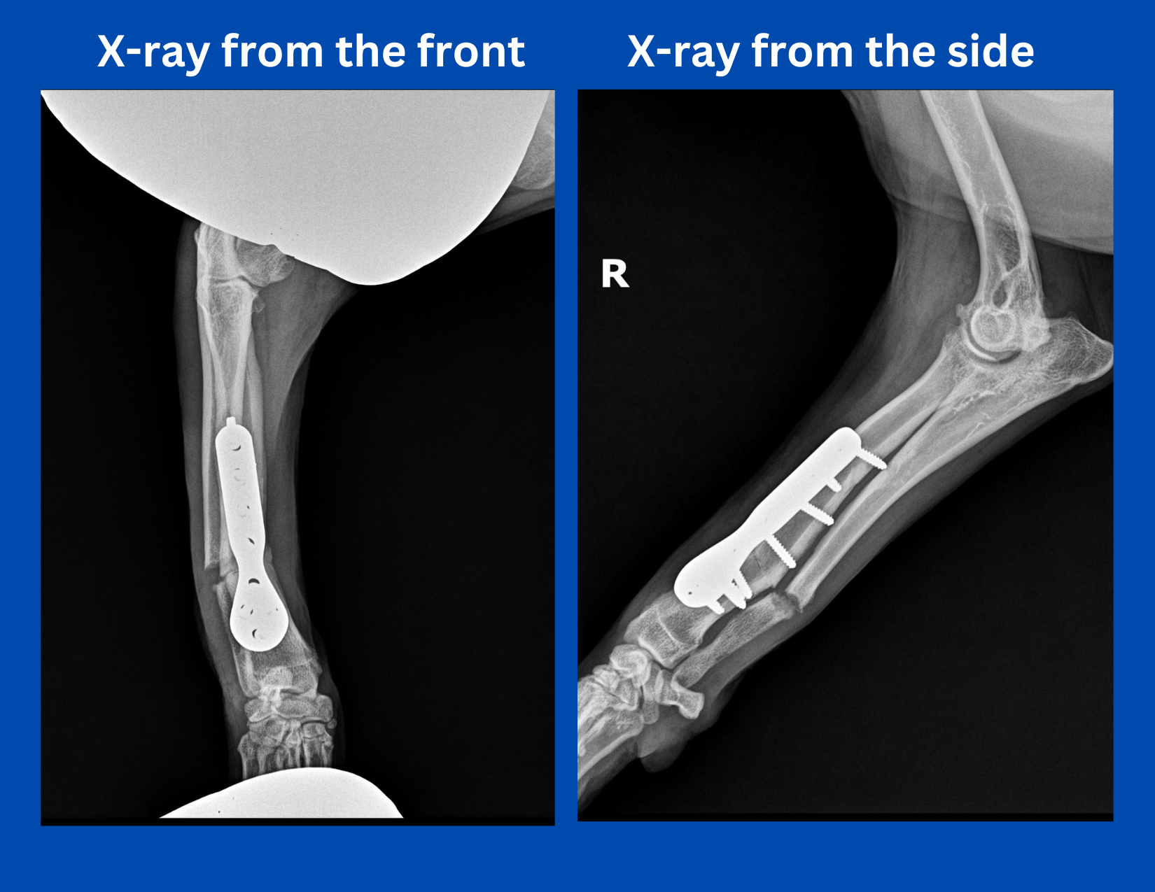 Lucy postop X rays