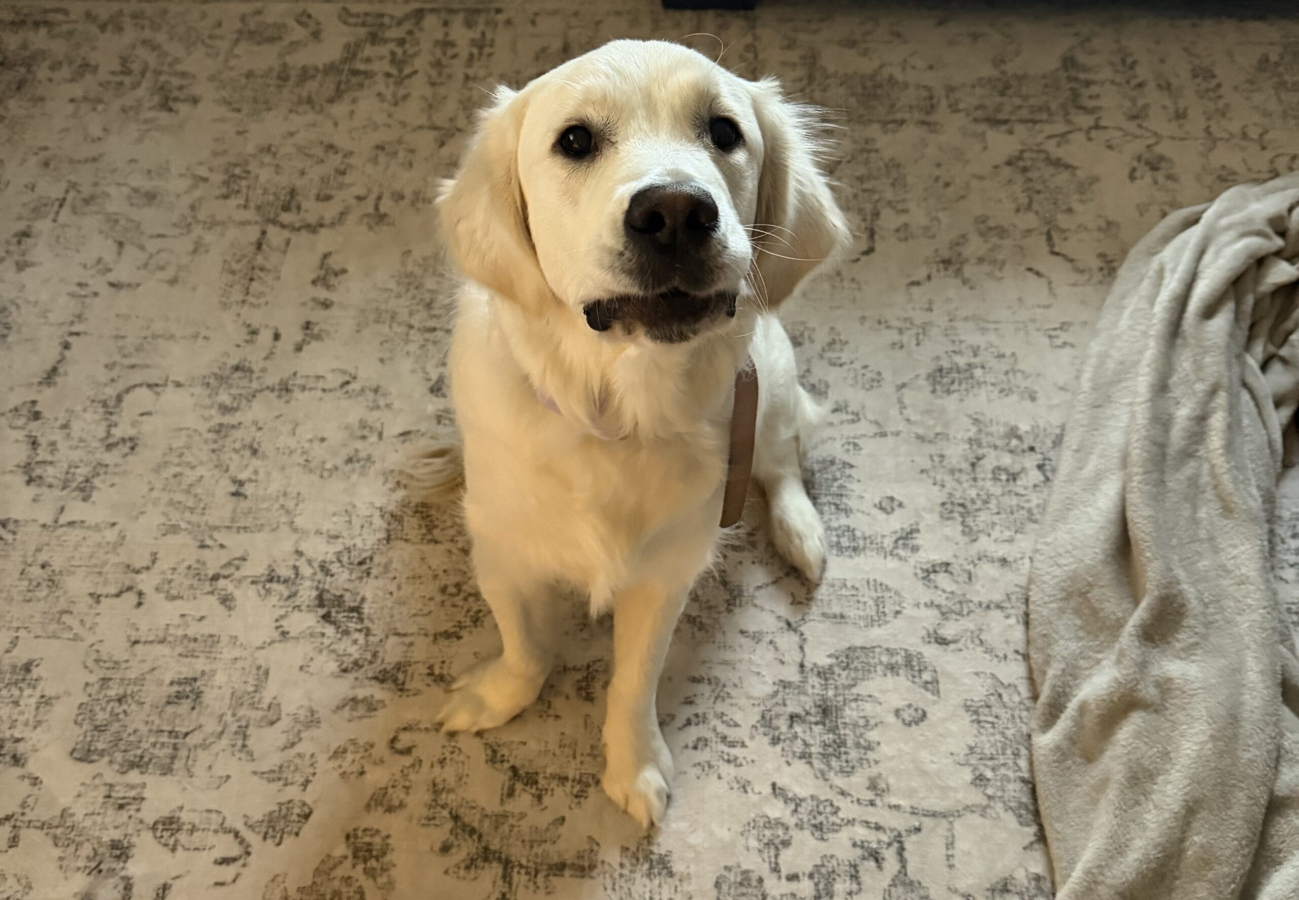 Lucy preop