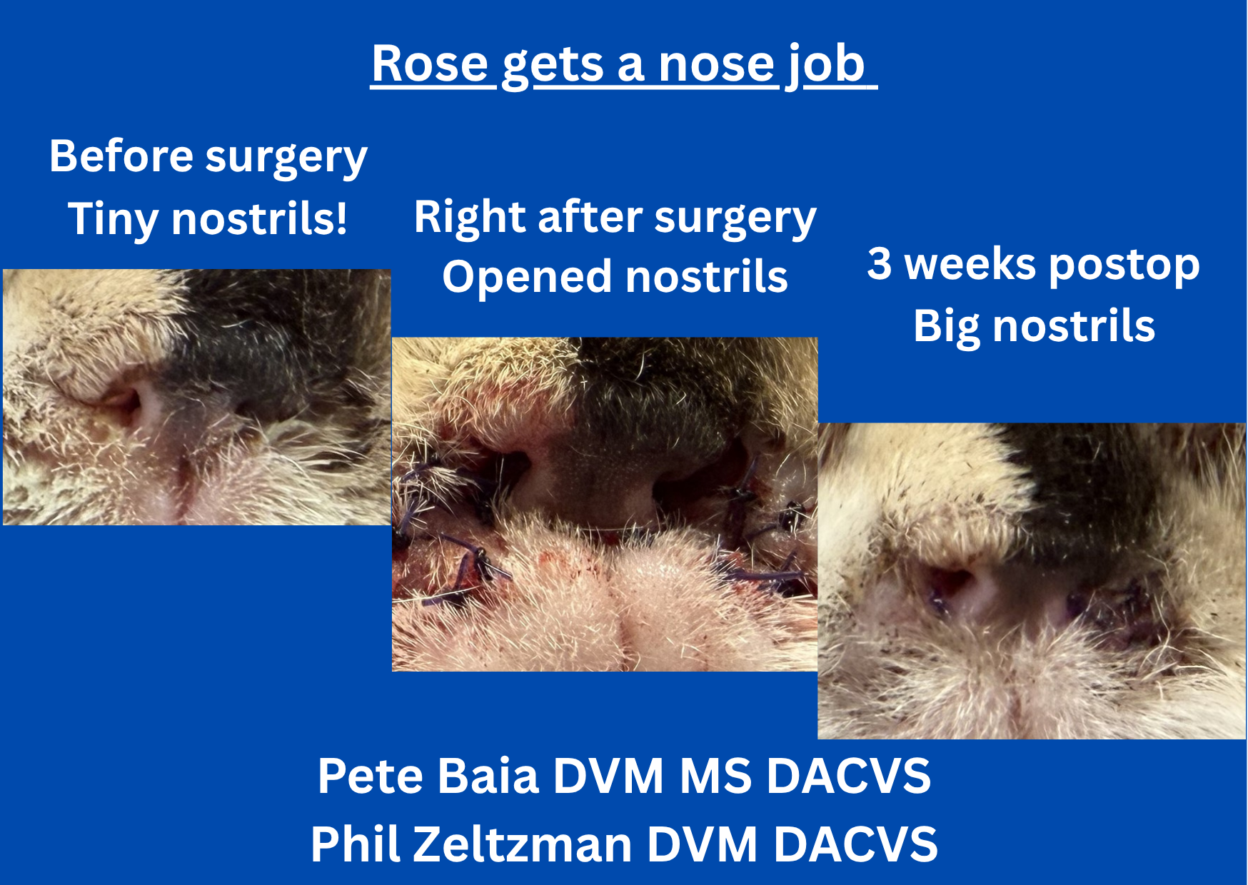 Rose nose job