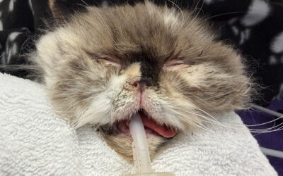 Can Nose Surgery change a Cat’s Life? Rose’s Rhinoplasty Success Story