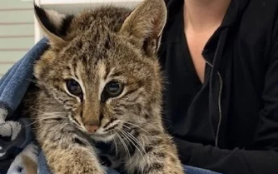 Double Fracture Repair in a Bobcat – Bobbie’s Story